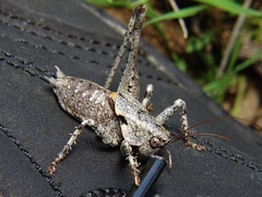 Thyreonotus bidens