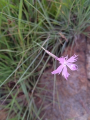 Dianthus mooiensis