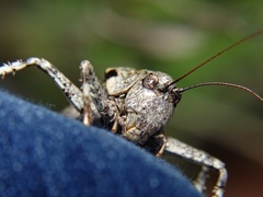 Thyreonotus bidens