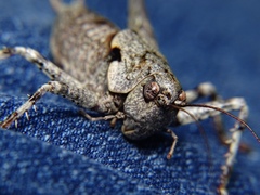 Thyreonotus bidens