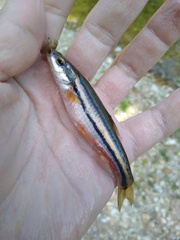 Chrosomus erythrogaster