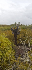 Opuntia galapageia