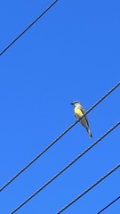 Tyrannus melancholicus