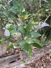 Dolichandra unguis-cati