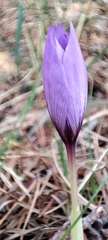 Crocus nudiflorus