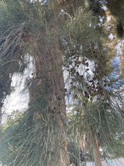 Casuarinaceae