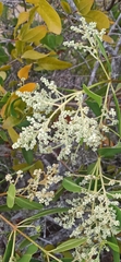 Laguncularia racemosa