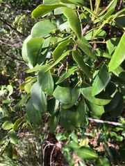 Zanthoxylum pancheri