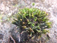 Orthotrichum anomalum