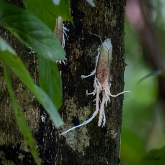 Pterodictya reticularis