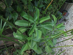 Kalanchoe laetivirens