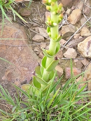 Crassula capitella nodulosa