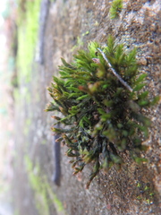 Orthotrichum anomalum