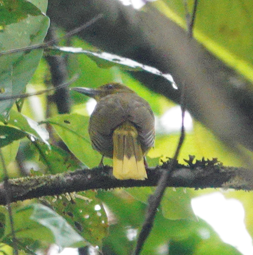 Seram Golden-Bulbul illustration