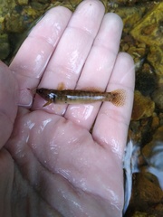 Etheostoma flabellare