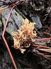 Ramaria testaceoflava