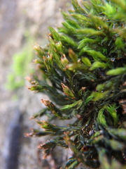 Orthotrichum anomalum