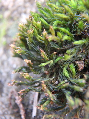 Orthotrichum anomalum
