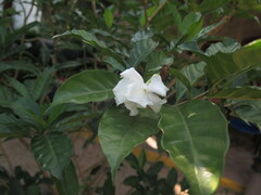 Tabernaemontana divaricata