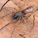 Segestriidae - Photo (c) wp-polzin,  זכויות יוצרים חלקיות (CC BY-NC)