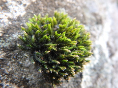 Orthotrichum anomalum