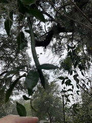 Dolichandra unguis-cati