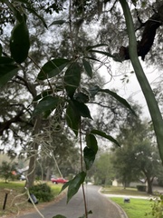 Dolichandra unguis-cati