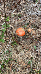 Amanita