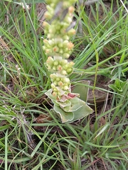 Crassula capitella nodulosa