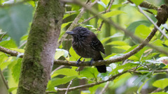 Thamnophilus bridgesi