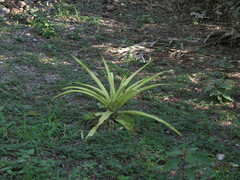 Ananas comosus