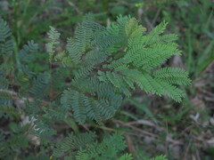 Mimosoideae
