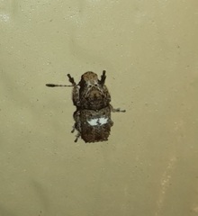 Toxonotus cornutus
