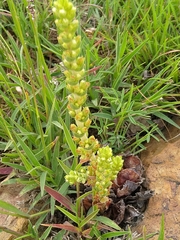 Crassula capitella nodulosa