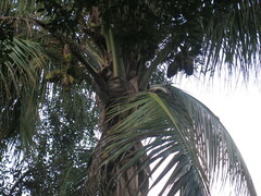 Cocos nucifera