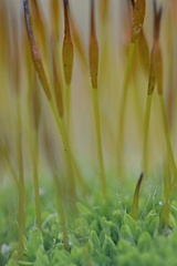 Tortula muralis muralis