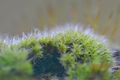 Tortula muralis muralis