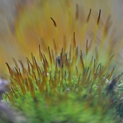 Tortula muralis muralis