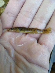 Etheostoma flabellare