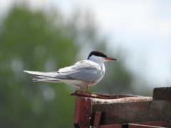 Sterna hirundo
