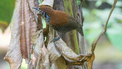 Cantorchilus semibadius