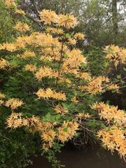Rhododendron austrinum