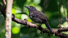 Thamnophilus bridgesi
