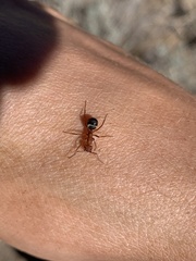 Formica integra