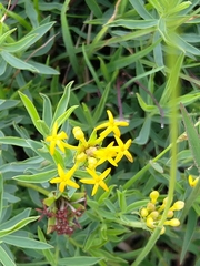 Lasiosiphon capitatus