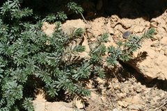 Thymelaea dioica