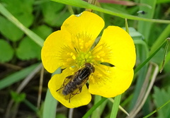 Anasimyia interpuncta