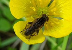 Anasimyia interpuncta