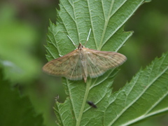 Paratalanta pandalis