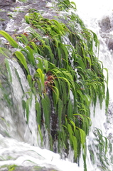 Hydrostachys plumosa